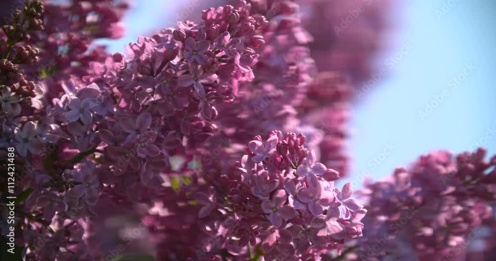 Syringa. Spring purple flowers. Lilac bokeh. Syringa. Spring purple flowers. Lilac bokeh.