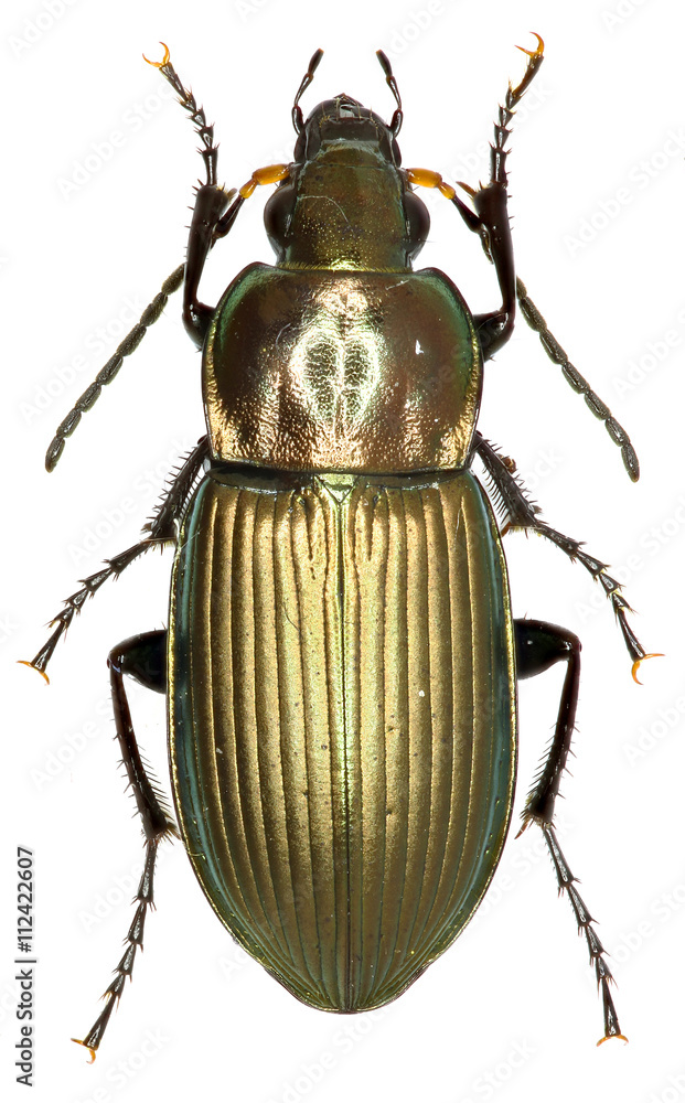 Ground Beetle Poecilus on white Background - Poecilus cupreus (Linnaeus, 1758) Ground Beetle Poecilus on white Background - Poecilus cupreus (Linnaeus, 1758)