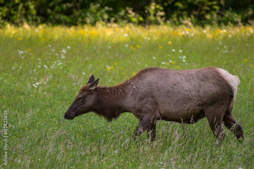 Female Elk Side View Close Up Female Elk Side View Close Up