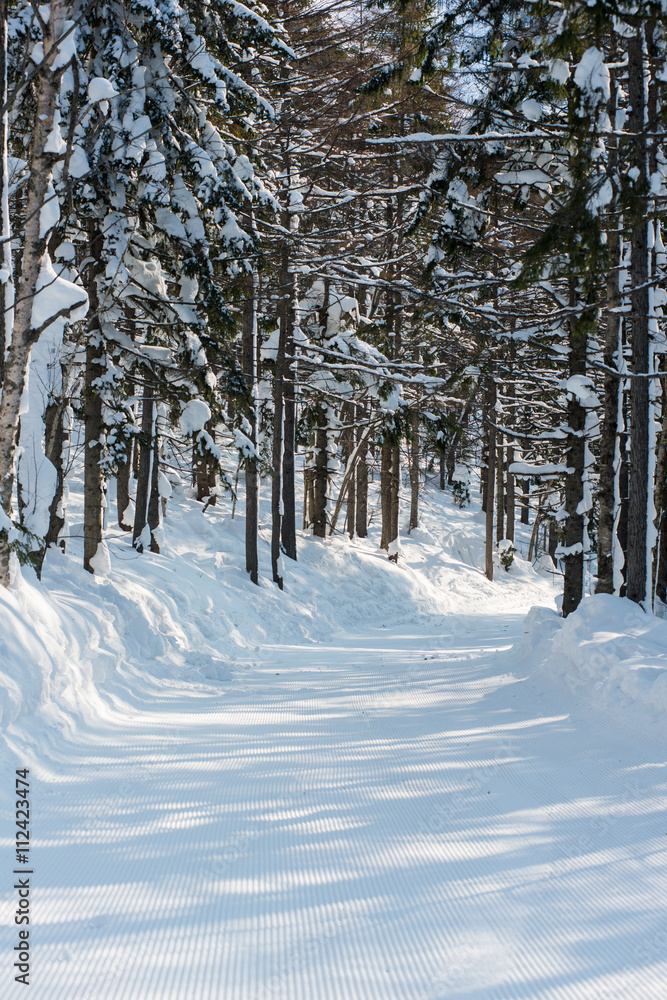 winter forest ski trail