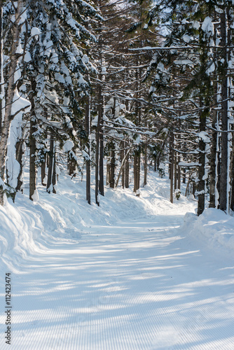 winter forest ski trail