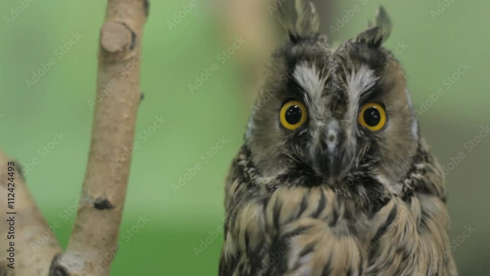 Close-up of an owl looking at the camera and around, green key 5 Close-up of an owl looking at the camera and around, green key 5