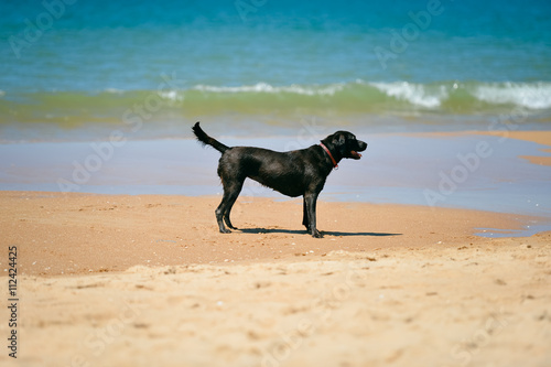 Joyful dog on the sandy beach sunny day background