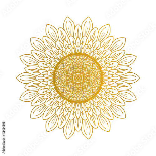 Sunflower illustration vector