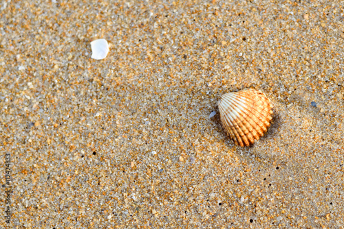 Acanthocardia tuberculata shell with sand as background, style top side view flat lay
