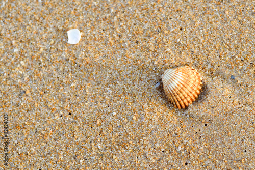 Acanthocardia tuberculata shell with sand as background, style top side view flat lay photo