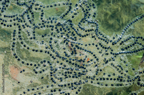 фотографія Frog Eggs In A Pond