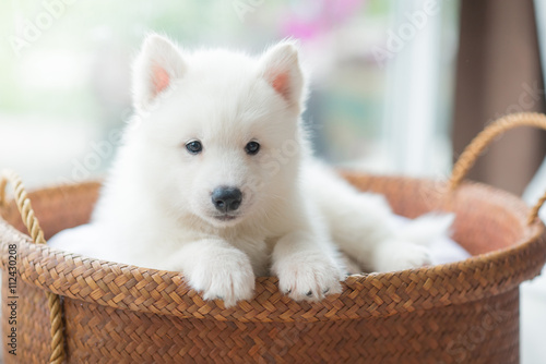 Fototapeta Naklejka Na Ścianę i Meble -  siberian husky puppy lying in a basket