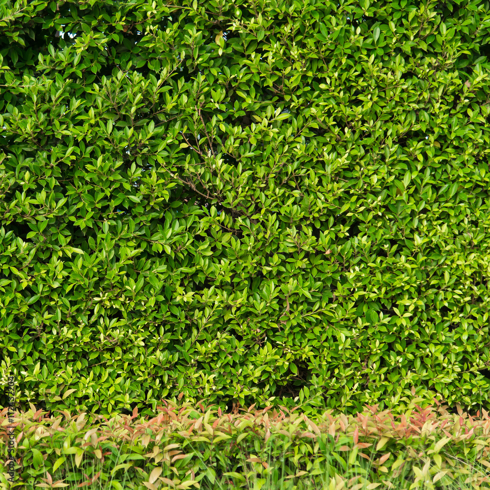 Green leaves Green leaves