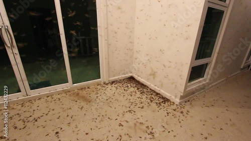 termites on the ground of the house photo