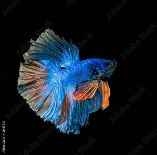 blue and yellow siamese fighting fish