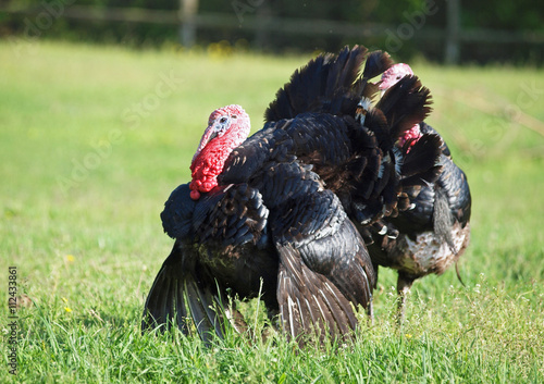 The black turkey  on a spring meadow