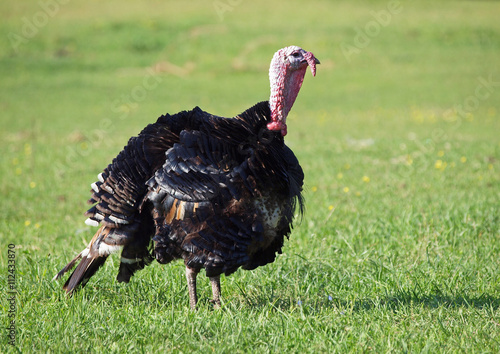 The black turkey  on a spring meadow