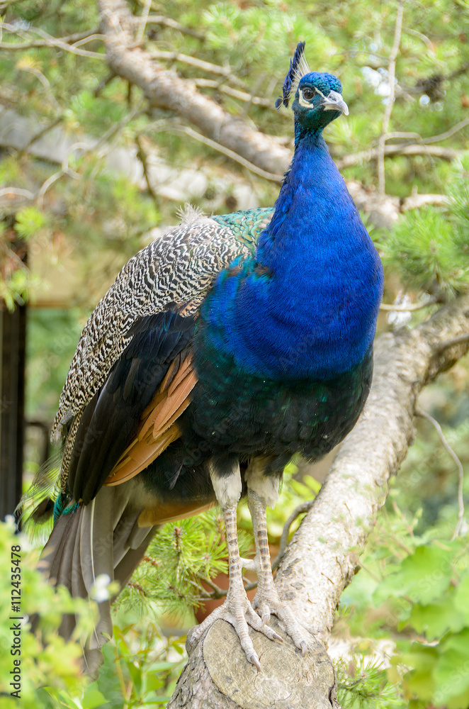 The Peacock in Foreground / The peacock in the foreground shows the vivid colors of the feathers. The Peacock in Foreground / The peacock in the foreground shows the vivid colors of the feathers.