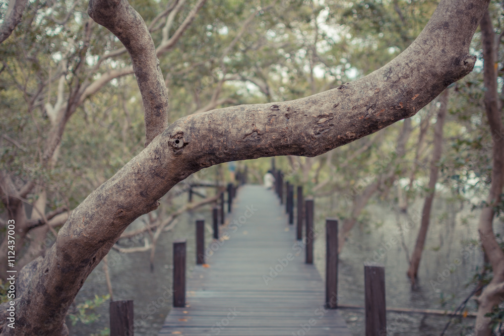 Mangrove forrest (Thung Prong Thong) Mangrove forrest (Thung Prong Thong)