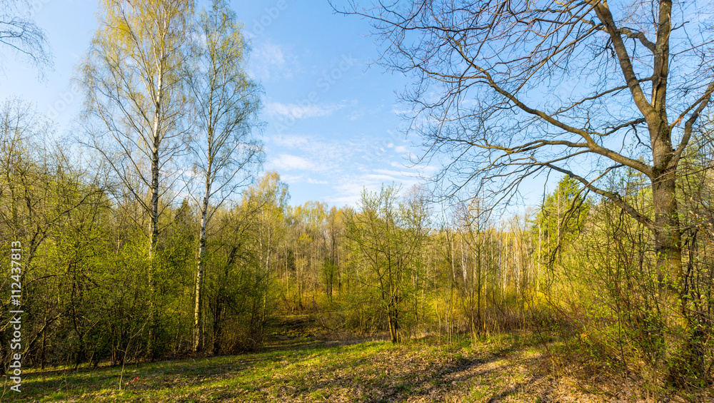 Fototapeta premium Early morning