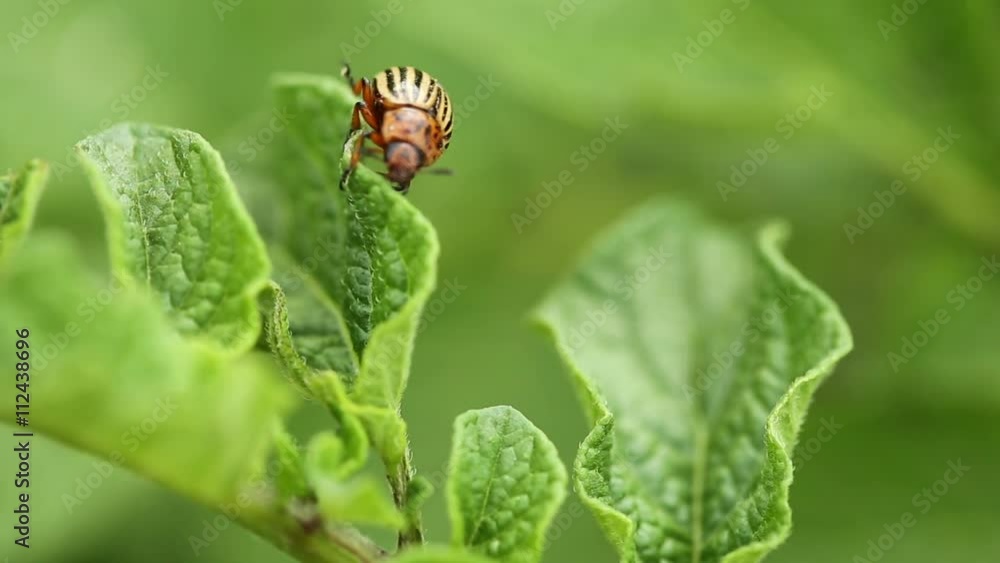 Colorado Striped Beetle - Leptinotarsa Decemlineata Crawling On A Leaf Growing Potatoes Colorado Striped Beetle - Leptinotarsa Decemlineata Crawling On A Leaf Growing Potatoes