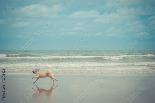 Dog travel at beach © pongmoji