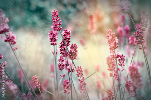 Fototapeta Naklejka Na Ścianę i Meble -  Soft focus on lavender flowers in my flower garden