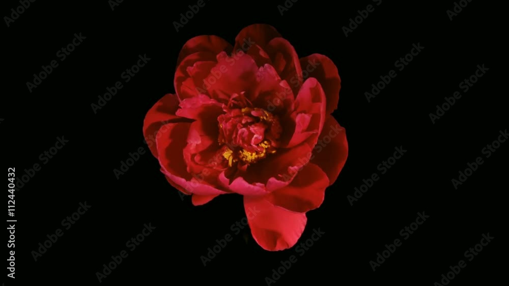 Red Peony Flowering Timelapse 4k Red Peony Flowering Timelapse 4k