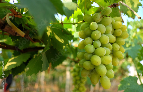 Selective focus on green grape in vineyard