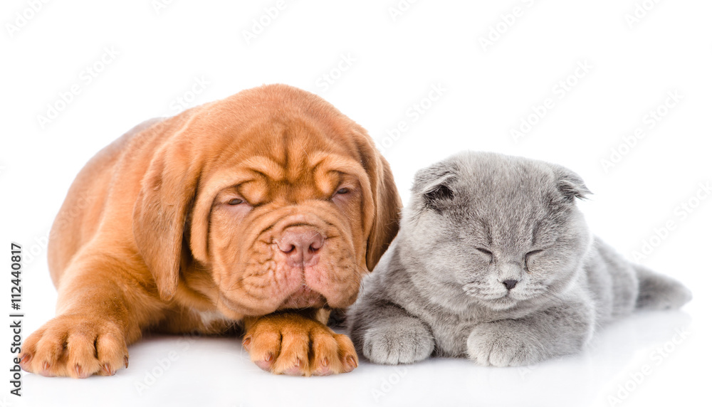 Bordeaux puppy lying with scottish cat. isolated on white backgr Bordeaux puppy lying with scottish cat. isolated on white backgr