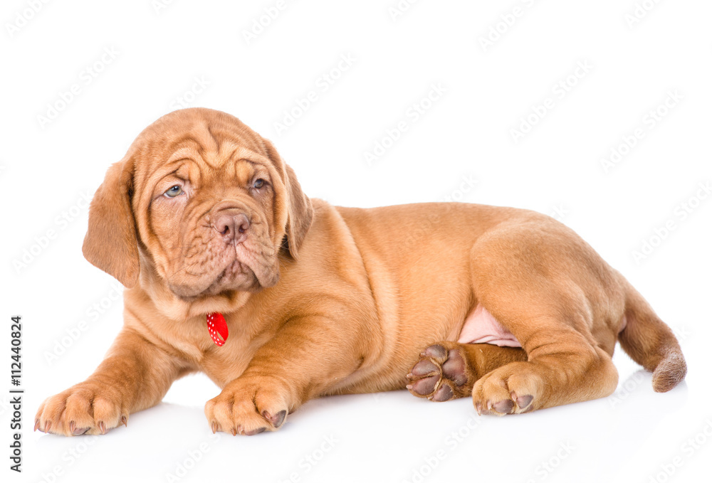 portrait of lying Bordeaux puppy dog. isolated on white backgrou portrait of lying Bordeaux puppy dog. isolated on white backgrou