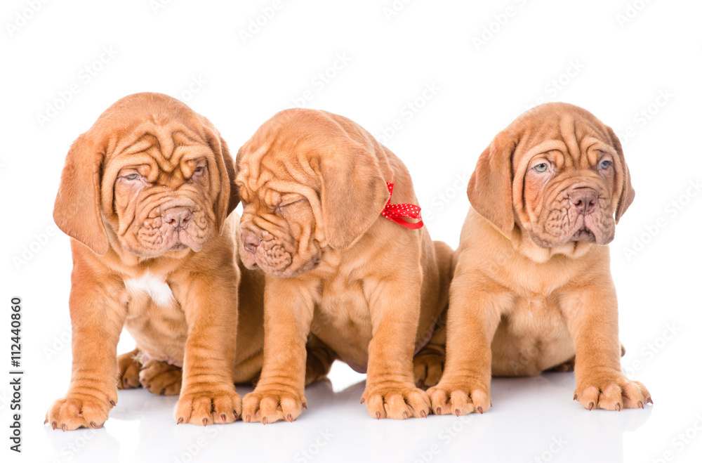 Group Bordeaux puppy dog sitting in front. isolated on white bac Group Bordeaux puppy dog sitting in front. isolated on white bac