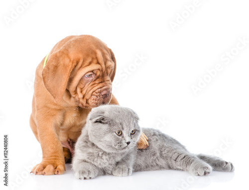 Bordeaux puppy dog embracing scottish cat. isolated on white bac