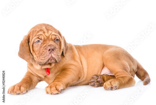portrait of lying Bordeaux puppy dog. isolated on white backgrou