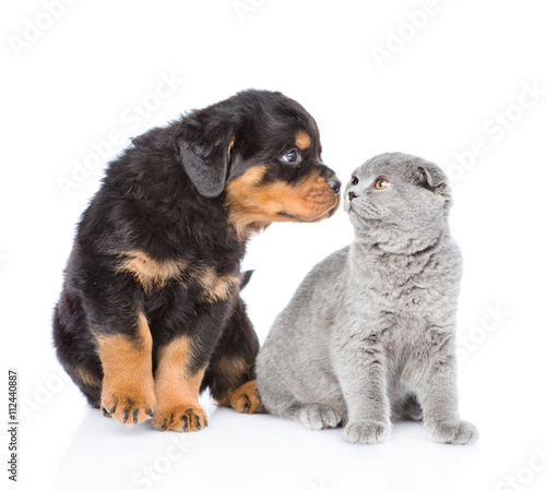 Rottweiler puppy sniffing scottish kitten. Isolated on white bac