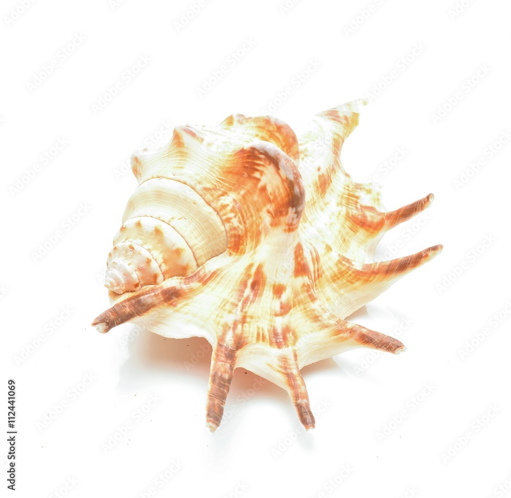 sea shell isolated on white background sea shell isolated on white background