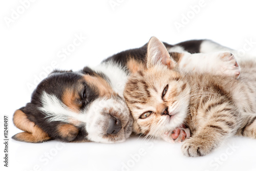 Kitten and basset hound puppy sleeping together. isolated on whi © Ermolaev Alexandr