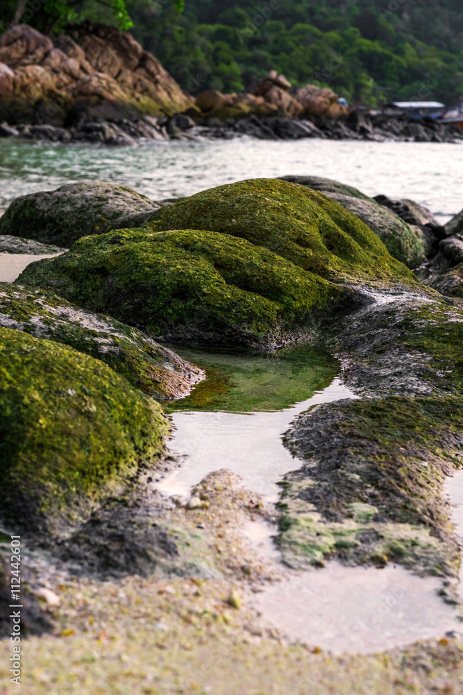 Moss covered on rocks at the beach