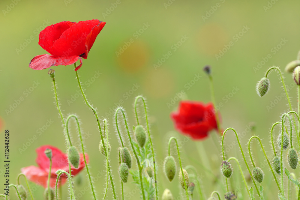 Naklejka premium Poppy flowers on field