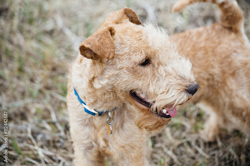 Lakeland Terrier Dog walking on the field photo