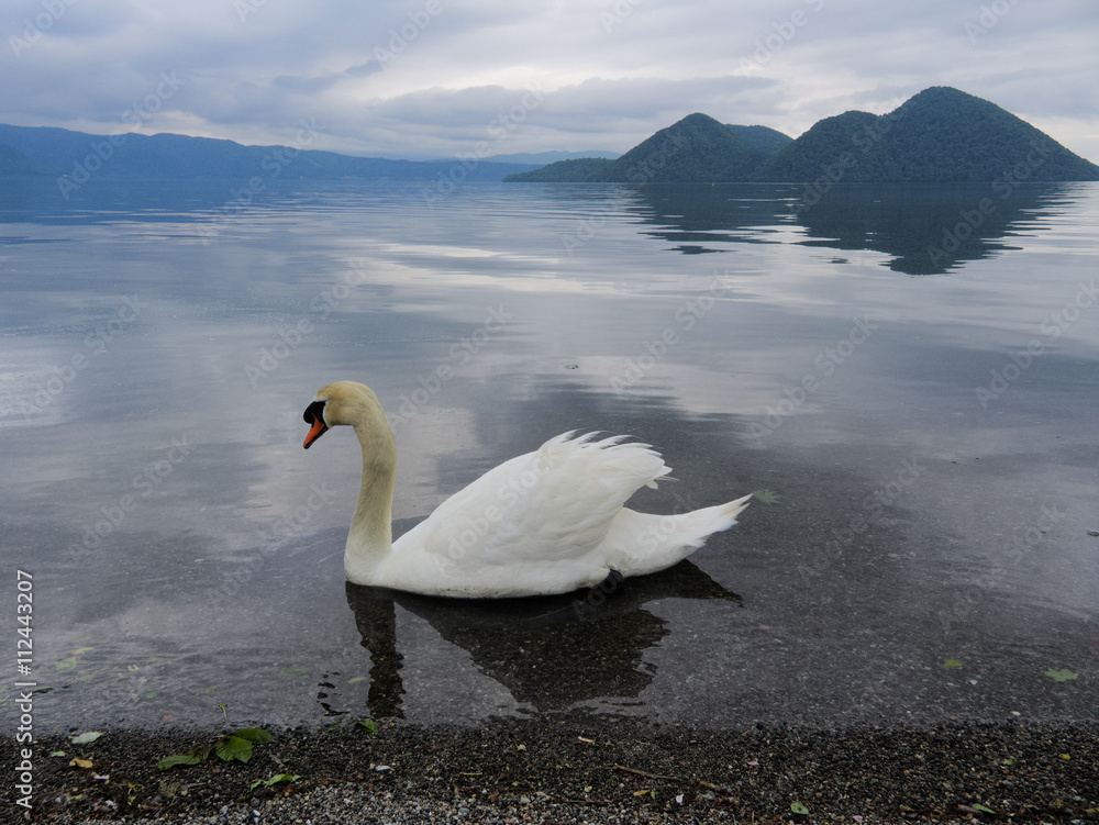 北海道洞爺湖の白鳥