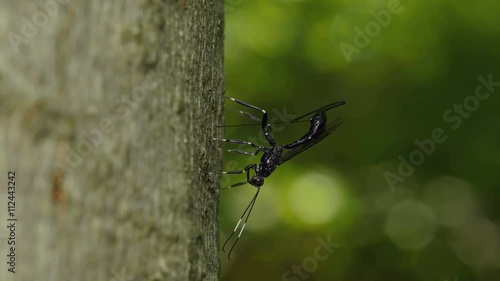 4K Ichneumon Wasp (Xorides stigmapterus) - Female Ovipositing 5 photo