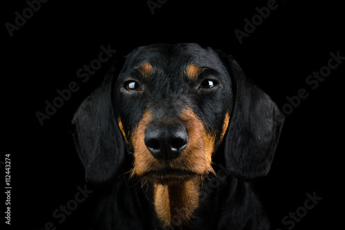 Studio portrait dachshund front
