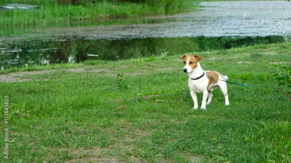 Dog breed Jack Russell Terrier on a leash. A young dog stands on the shore of the pond and looks curiously.