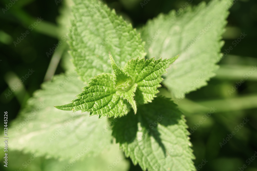 fresh nettle plant in bright sunny day, closeup photo fresh nettle plant in bright sunny day, closeup photo