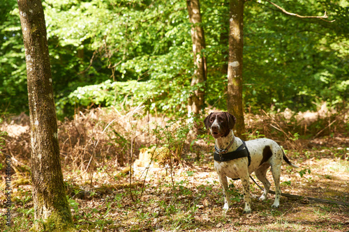 Old Danish pointer dog in the forest