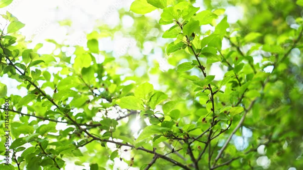 Green leaves border with copy space. RAW video record. Green leaves border with copy space. RAW video record.