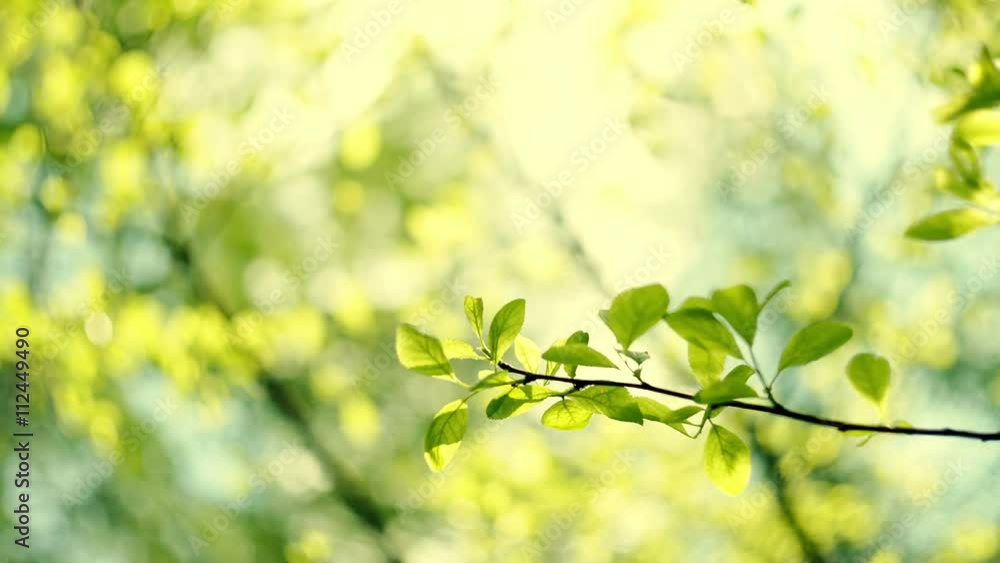 Fresh new green leaves glowing in sunlight. RAW video record. Fresh new green leaves glowing in sunlight. RAW video record.