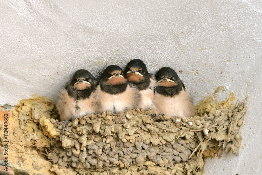 Hirondelles, bébés dans le nid Stock Photo Adobe Stock — free download