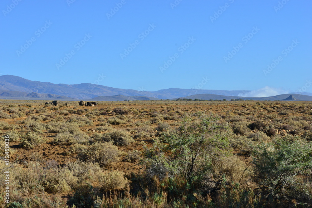 The great plains of South Africa at Sunrise