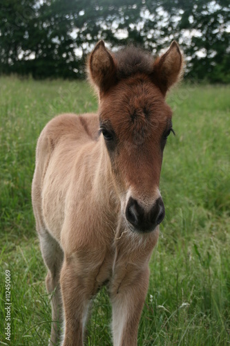 Islandpferd Fohlen Braunfalbe