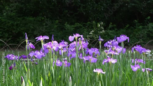 Iris flower in the garden photo