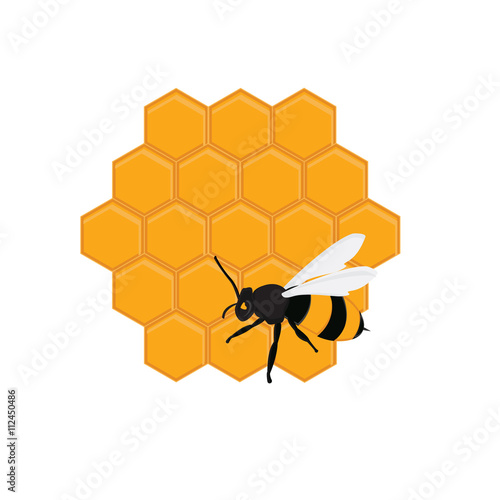 Foto Bee and honeycomb