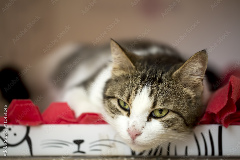 Kedi Kedi